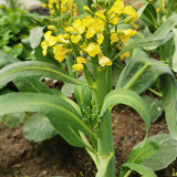 Nongyan Yellow-Flowered Chinese Kale Seeds - High Yield, Fast-Growing, Tender Stems, Edible Leaves