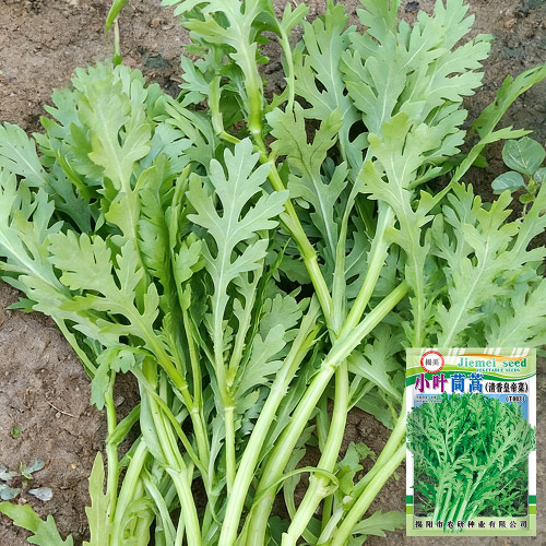 Small-Leaf Crown Daisy Seeds - Exceptional Flavor, High Nutrient Value, Easy-Care Garden Vegetable