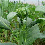 Nongyan Yellow-Flowered Chinese Kale Seeds - High Yield, Fast-Growing, Tender Stems, Edible Leaves