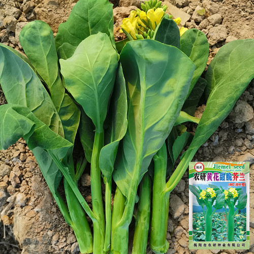 Nongyan Yellow-Flowered Chinese Kale Seeds - High Yield, Fast-Growing, Tender Stems, Edible Leaves