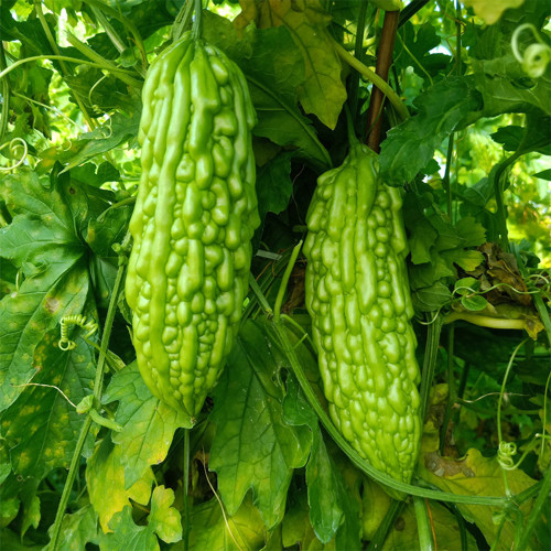 'Jiemei No.6' Bitter Gourd Seeds - Thick Flesh, High Fruit-Set, Extended Harvest Variety, Broad Adaptability