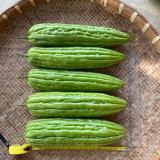 'Jiemei No.3' Bitter Gourd Seeds - Mid-Early Maturing Variety, Thick Flesh, High Yield & Disease Resistance
