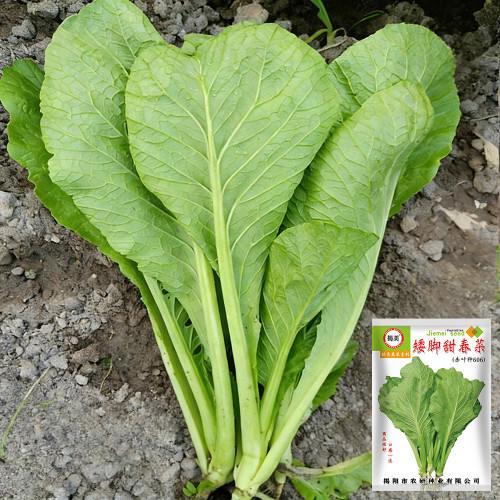 Dwarf Sweet Spring Choi Seeds - Tender, Heat Tolerant, Easy to Grow, High Yield