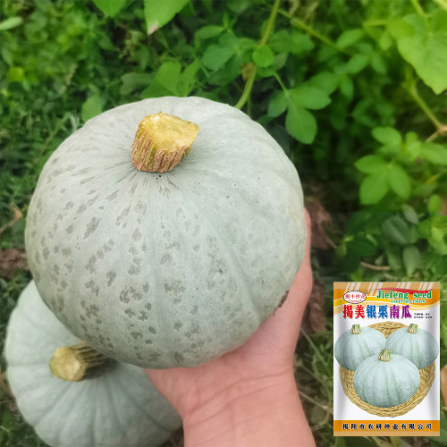 'Jiemei' Silver Chestnut Pumpkin Seeds - F1 Hybrid, Oblate Gray-White Fruit, High Starch Flesh & Disease Resistancea