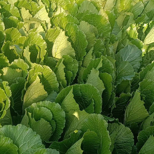 Dwarf Sweet Spring Choi Seeds - Tender, Heat Tolerant, Easy to Grow, High Yield