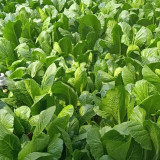 Dwarf Sweet Spring Choi Seeds - Tender, Heat Tolerant, Easy to Grow, High Yield