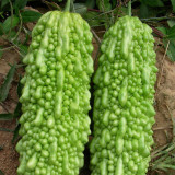 'Jiemei No.6' Bitter Gourd Seeds - Thick Flesh, High Fruit-Set, Extended Harvest Variety, Broad Adaptability