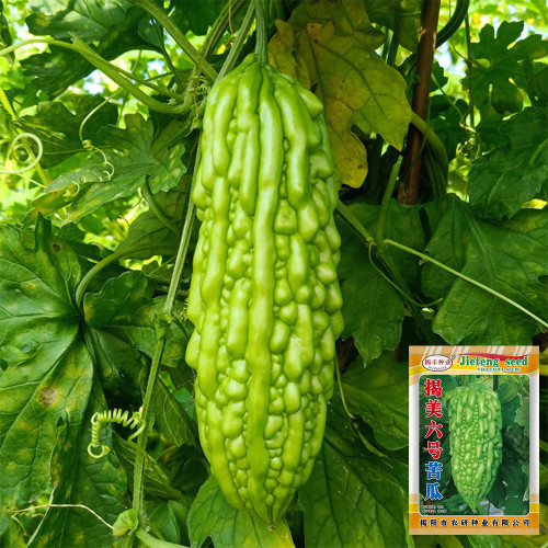 'Jiemei No.6' Bitter Gourd Seeds - Thick Flesh, High Fruit-Set, Extended Harvest Variety, Broad Adaptability