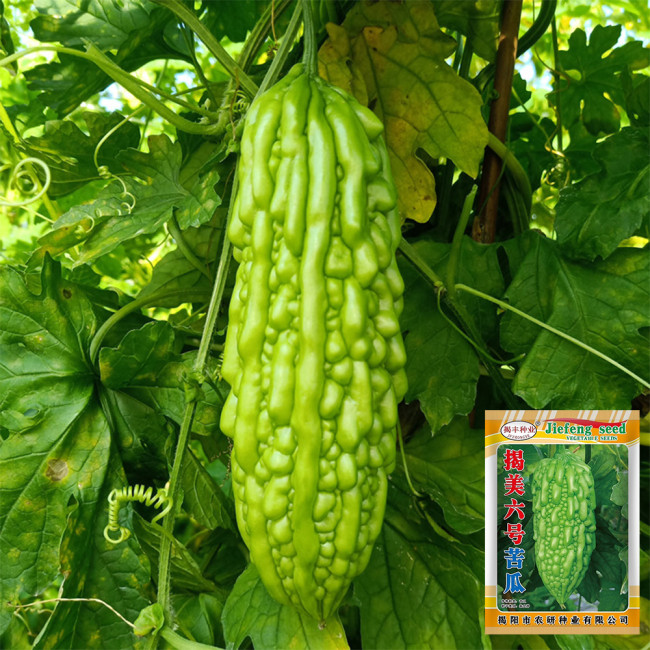 'Jiemei No.6' Bitter Gourd Seeds - Thick Flesh, High Fruit-Set, Extended Harvest Variety, Broad Adaptability