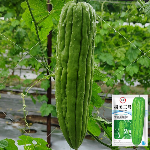 'Jiemei No.3' Bitter Gourd Seeds - Mid-Early Maturing Variety, Thick Flesh, High Yield & Disease Resistance