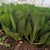 Dwarf Sweet Spring Choi Seeds - Tender, Heat Tolerant, Easy to Grow, High Yield