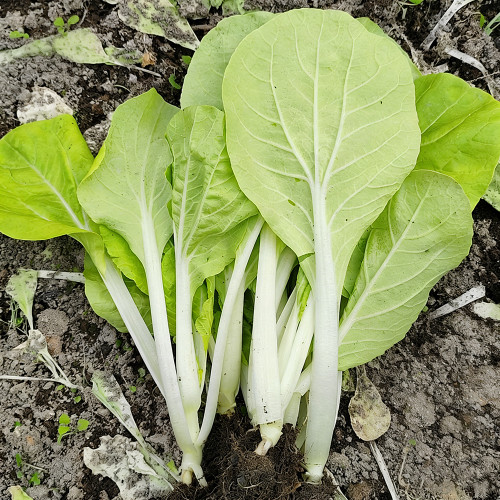 'Jiemei' Pak Choi Seeds - White Stems, Heat-Tolerant & High-Yielding, Easy to Grow