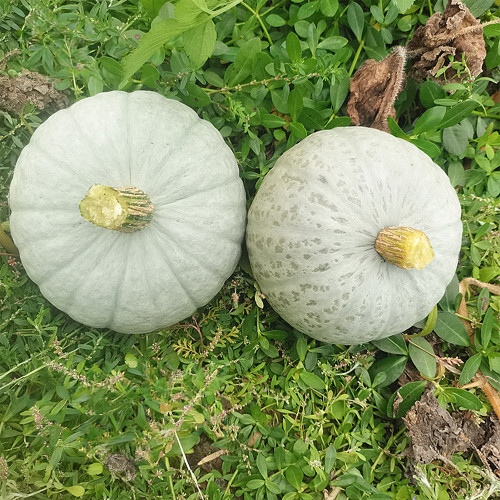 'Jiemei' Silver Chestnut Pumpkin Seeds - F1 Hybrid, Oblate Gray-White Fruit, High Starch Flesh & Disease Resistancea