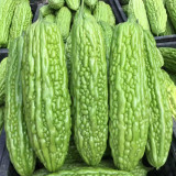 'Jiemei No.6' Bitter Gourd Seeds - Thick Flesh, High Fruit-Set, Extended Harvest Variety, Broad Adaptability