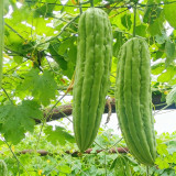 'Jiemei No.3' Bitter Gourd Seeds - Mid-Early Maturing Variety, Thick Flesh, High Yield & Disease Resistance