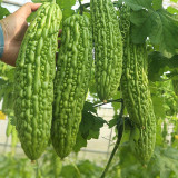 'Jiemei No.6' Bitter Gourd Seeds - Thick Flesh, High Fruit-Set, Extended Harvest Variety, Broad Adaptability