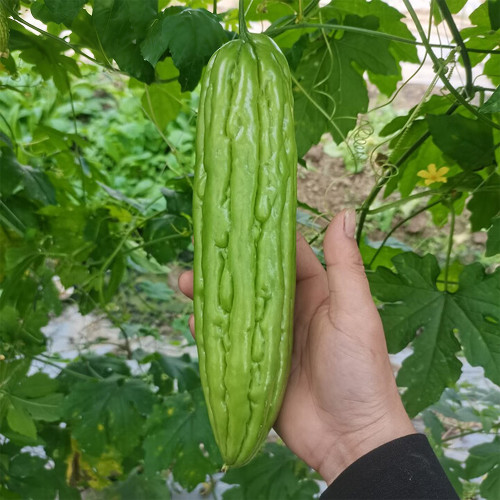 'Jiemei No.3' Bitter Gourd Seeds - Mid-Early Maturing Variety, Thick Flesh, High Yield & Disease Resistance
