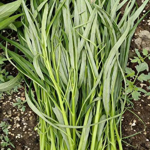 'Jiemei' Green-Stem Water Spinach Seeds - Slender Willow-Leaf Type, Tender Stems, Multiple Harvests, Easy to Grow
