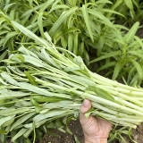 'JieMei' White-Stemmed Water Spinach Seeds - High-Yield, Disease-Resistant, Easy to Grow, Perfect for Beginners