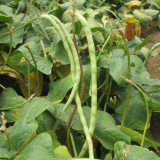 'Jiefeng' Dwarf Long Bean Seeds - Crisp Tender Pods, No-Trellis, High-Yield Variety for Garden