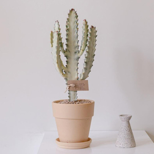 Euphorbia lactea 'White Ghost' Live Plant
