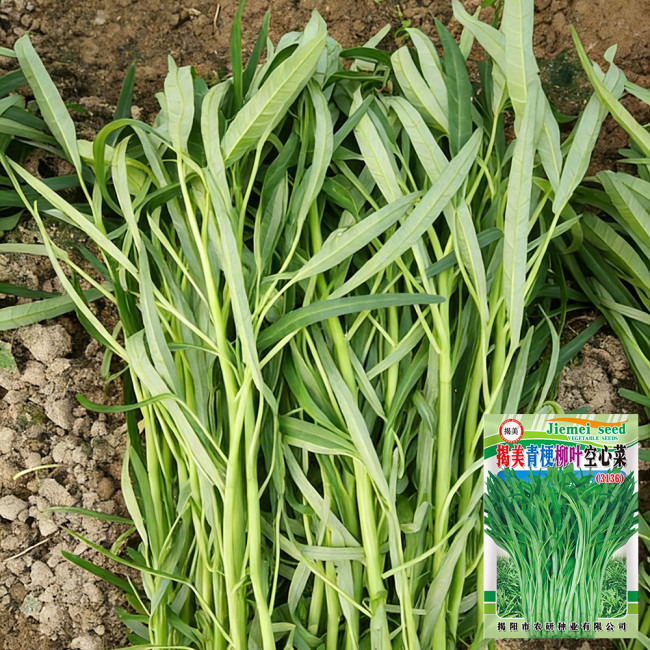 'Jiemei' Green-Stem Water Spinach Seeds - Slender Willow-Leaf Type, Tender Stems, Multiple Harvests, Easy to Grow