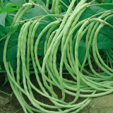 'Jiefeng' Dwarf Long Bean Seeds - Crisp Tender Pods, No-Trellis, High-Yield Variety for Garden