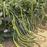 'Jiefeng' Dwarf Long Bean Seeds - Crisp Tender Pods, No-Trellis, High-Yield Variety for Garden