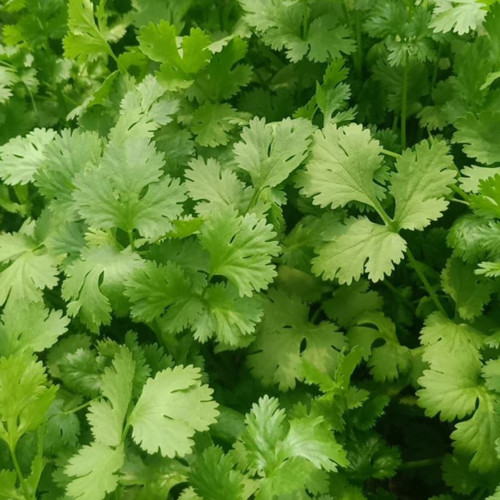 Yunxiang 369 Coriander Seeds - Rich Flavor, Uniform Yield, Easy to Grow, Stress-Resistant