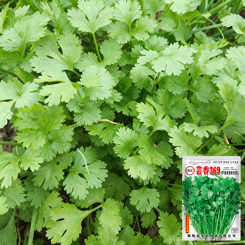 Yunxiang 369 Coriander Seeds - Rich Flavor, Uniform Yield, Easy to Grow, Stress-Resistant