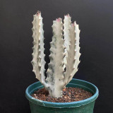 Euphorbia lactea 'White Ghost' Live Plant