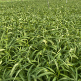 'Jiemei' Green-Stem Water Spinach Seeds - Slender Willow-Leaf Type, Tender Stems, Multiple Harvests, Easy to Grow