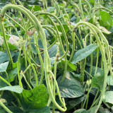 'Jiefeng' Dwarf Long Bean Seeds - Crisp Tender Pods, No-Trellis, High-Yield Variety for Garden