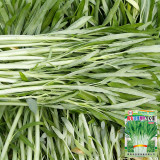 'JieMei' White-Stemmed Water Spinach Seeds - High-Yield, Disease-Resistant, Easy to Grow, Perfect for Beginners