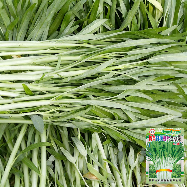 'JieMei' White-Stemmed Water Spinach Seeds - High-Yield, Disease-Resistant, Easy to Grow, Perfect for Beginners