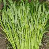 'Jiemei' Green-Stem Water Spinach Seeds - Slender Willow-Leaf Type, Tender Stems, Multiple Harvests, Easy to Grow