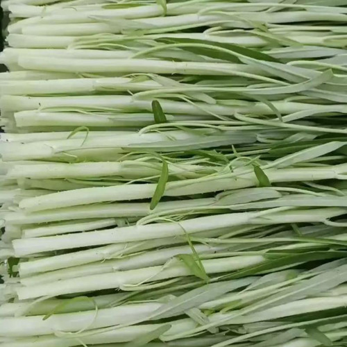 'JieMei' White-Stemmed Water Spinach Seeds - High-Yield, Disease-Resistant, Easy to Grow, Perfect for Beginners