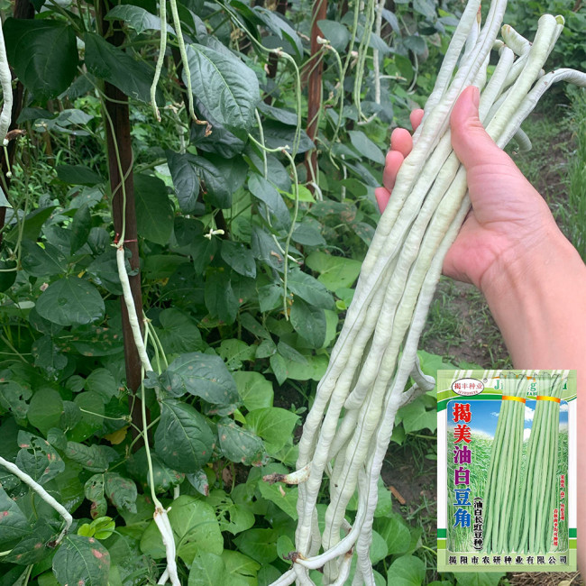 'Jiemei' Glossy White Long Bean Seeds - High-Yield, Disease-Resistant, High Marketability & Adaptable