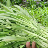 'JieMei' White-Stemmed Water Spinach Seeds - High-Yield, Disease-Resistant, Easy to Grow, Perfect for Beginners