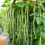 'Zhuzai' Thick-fleshed Sweet Long Bean Seeds - Crisp Pods, Strong Disease Resistance, High-Yield Variety