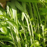 'JieMei' White-Stemmed Water Spinach Seeds - High-Yield, Disease-Resistant, Easy to Grow, Perfect for Beginners