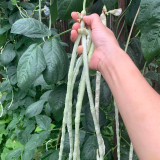 'Jiemei' Glossy White Long Bean Seeds - High-Yield, Disease-Resistant, High Marketability & Adaptable