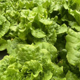 'Jiemei' Late Bolt Italian Lettuce Seeds - Cold Tolerant, High Yield, Crisp Leaves & Long Harvest