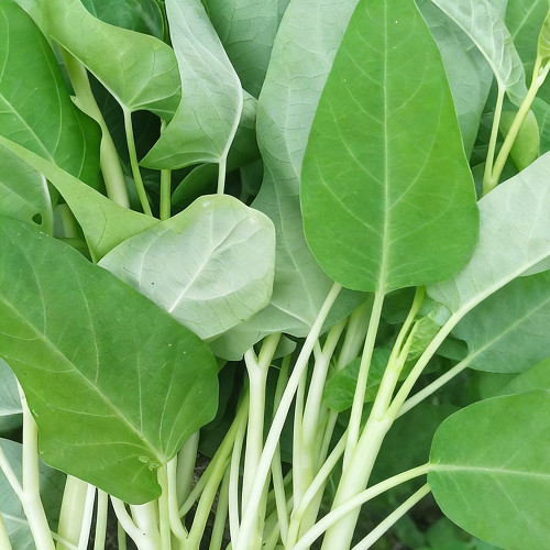 Large-Leaf White-Stem Water Spinach Seeds - High Yield, Heat Resistant, Fast Growing
