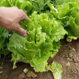 'Jiemei' Late Bolt Italian Lettuce Seeds - Cold Tolerant, High Yield, Crisp Leaves & Long Harvest