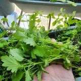 'Jiemei' Improved Motherwort Seeds - High Yield, Heat Tolerant, Easy to Cultivate, Superior Commercial Quality