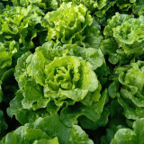 'Jiemei' Late Bolt Italian Lettuce Seeds - Cold Tolerant, High Yield, Crisp Leaves & Long Harvest