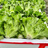 'Jiemei' Late Bolt Italian Lettuce Seeds - Cold Tolerant, High Yield, Crisp Leaves & Long Harvest