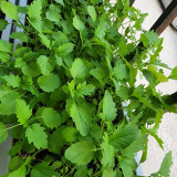 'Jiemei' Improved Motherwort Seeds - High Yield, Heat Tolerant, Easy to Cultivate, Superior Commercial Quality