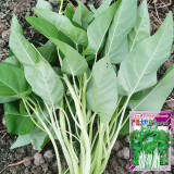 Large-Leaf White-Stem Water Spinach Seeds - High Yield, Heat Resistant, Fast Growing